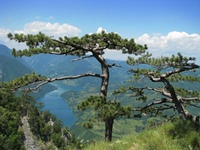 Vidikovac Tara vidikovactara